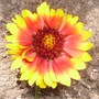 blanket flower (Gaillardia x grandiflora 'Goblin')