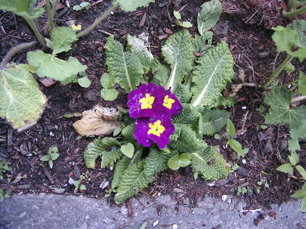 Primrose (Primula vulgaris)