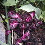 2008-05-29_bloodleaf