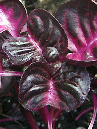 Bloodleaf (Iresine)