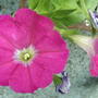 2008-05-29_red_petunia_closer