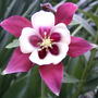 2008-05-29_red_hobbit_sqrd