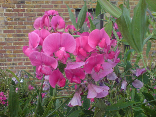 sweetpea