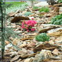 Azaleas_rock