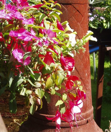 planter in front of (rusty!) wood burner