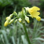 Primula_eliator