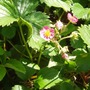 Garden_2007_026