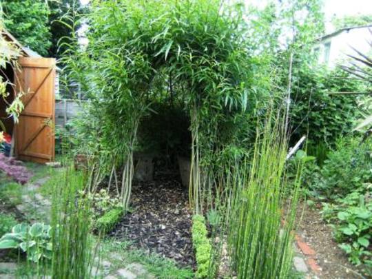 Willow dome (Salix)