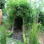 Salix