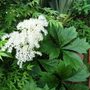 Rodgersia