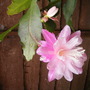 Picture_1445