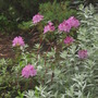 Flowering in the rain!
