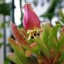 not sure what this is (Kalanchoe Wendy)