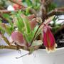 How's that Mikec? (Kalanchoe Wendy)