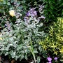 Salvia superba