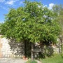 Walnut tree
