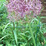Allium christophii (Allium christophii)