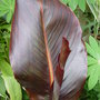 Canna 'Indian shot'.June 2008 (Canna indica (Indian shot plant))