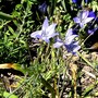 Triteleia ixioides