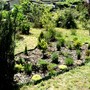 Conifer bed in early June