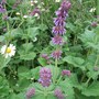 Salvia_vercillicata__purple_rain_