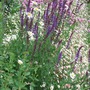 Salvia nemerosa