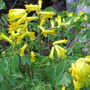 corydalis lutea (corydalis lutea)