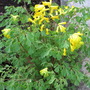 corydalis lutea (corydalis lutea)