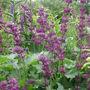Salvia_purple_rain
