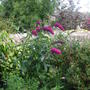 Buddleja_in_bloom