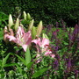 Lily_and_salvia