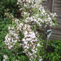 Variegated Weigela 06.08 (Weigela florida variegata (Vistabile))