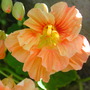 Nasturtium