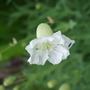 Silene maritima