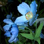 Meconopsis betonicifolia (Himalayan Blue Poppy), Gardening Scotland 2008 (Meconopsis betonicifolia (Himalayan blue poppy))