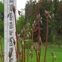 UnknownPlant1.jpg