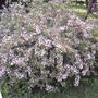 Variegated Weigela (Weigela florida 'Variegata')