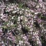 A closer look at the flowers on the weigela. (Weigela florida 'Variegata')