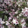 The hummingbirds' view (Weigela florida 'Variegata')