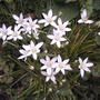 Ornithogalum