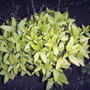 Golden Bluebeard (Caryopteris incana 'Jason')