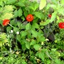 Ranunculus