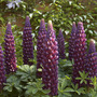 Lupin