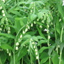 Solomon's seal (Polygonatum Commutatum (Solomon's Seal))