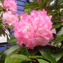 Rhododendron