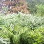 Philadelphus lewisii
