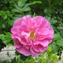Rosa Therese Bugnet
