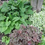 Heuchera 'palace purple', Hosta sieboldiana, Aegopodium podagraria