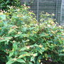 Hypericum androsaenum