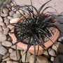 Ophiopogon